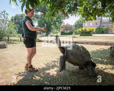 Tartaruga gigante alimentata carota al Cotswold Wildlife Park Foto Stock