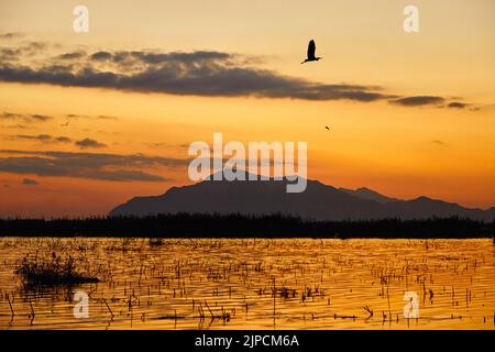 Tramonto nel parco naturale El Hondo de Elche a Elche-Crevillent, Alicante, spagna. Foto Stock