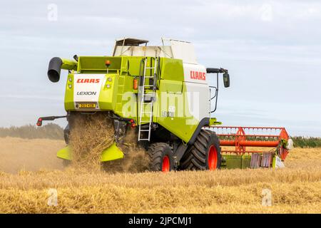 Claas Lexion 8900 la più grande mietitrice del mondo a Tarleton, Lancashire. Meteo nel Regno Unito. Agosto 2022. Claus Combine Harvester appaltatore nella domanda in Lancashire rurale come la pioggia è prevista entro le prossime 24 ore. Ci vogliono circa 2 mesi per l'orzo per crescere abbastanza grande per raccogliere ed avere il prodotto più grande di grani. Quando i gambi girano completamente giallo dorato, i livelli di umidità nell'orzo sono più bassi e loro sono più facili da tagliare. C'è un vecchio Adagio quando si coltiva orzo. "Quando sembra pronto per il raccolto, aspetta un mese." Foto Stock