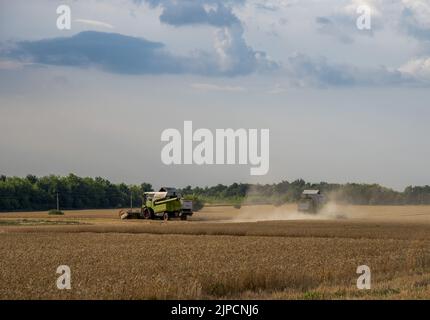 Luglio 2022, Russia, regione di Rostov. Raccolta in campi di grano. Le mietitrebbiatrici attraversano il campo. Foto Stock