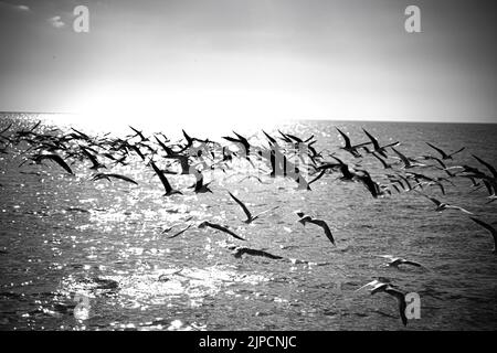 Un colpo in scala di grigi di un gregge di uccelli che volano sopra l'acqua di mare Foto Stock
