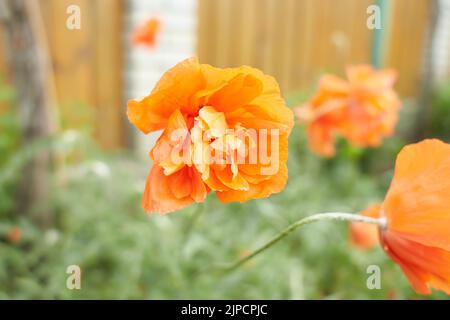 Primo piano di un vivace fiore rosso di papavero Foto Stock