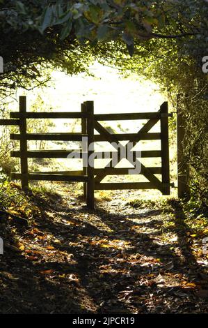 Countryside Gateway in bosco con forti ombre gettate sulle foglie cadute Foto Stock