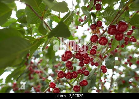 Primo piano di ciliegie acide mature di colore rosso scuro appese al ramo acido di ciliegio con fondo sfocato. Ciliegio acido (Prunus cerasus) in giardino. Foto Stock