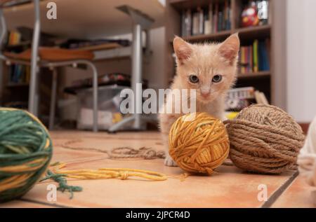 Ritratto di carino cucciolo mordente e giocare con palle di lana sul pavimento in ceramica del suo soggiorno con un tavolo e libreria fuori fuoco in t Foto Stock
