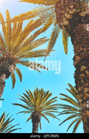 Vista ad angolo basso delle palme contro il cielo limpido, alberi di palma a Yanahuara, Arequipa, Perù Foto Stock