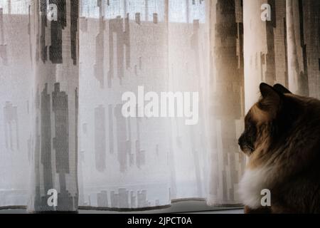 Ragdoll gatto che pensa troppo guardando la finestra in una giornata nuvolosa Foto Stock