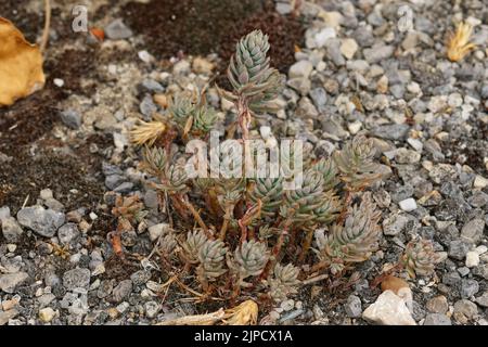 Closeup on an aggregation of mediterranean Pale stonecrop plants, Petrosedum sediforme at the roadside Foto Stock