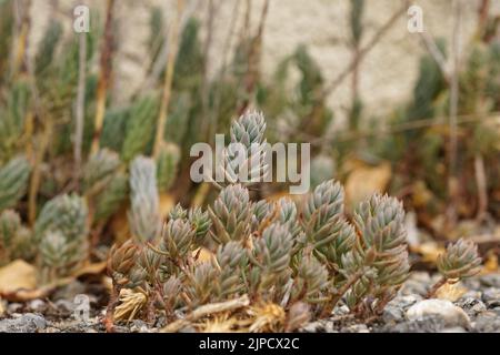 Primo piano su un'aggregazione di piante mediterranee di Stonecrop pale, Petrosedum sedforme a bordo strada Foto Stock