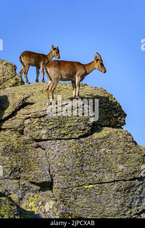 Le capre di montagna salirono fino alle alte rocce di una montagna su un cielo blu chiaro, Guadarrama Spagna Foto Stock
