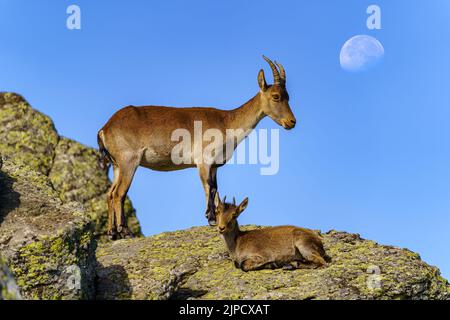 Coppia di capre selvatiche ispaniche salite su una roccia con la luna sullo sfondo del cielo blu, Guadarrama, Madrid Foto Stock