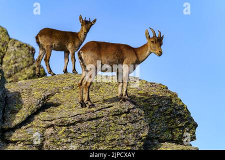 Coppia di capre ispaniche salite su una grande roccia e guardando la macchina fotografica nella Sierra de Guadarrama, Spagna Foto Stock