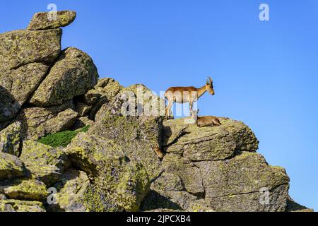 Capre di montagna ispaniche su grandi rocce accatastate nell'alta montagna della Sierra de Guadarrama, Madrid Foto Stock