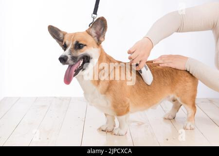 I corgi gallesi pembroke rimangono fermi mentre i capelli vengono tagliati. Foto Stock