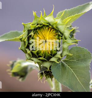 Girasole in erba in procinto di esplodere aperto Foto Stock