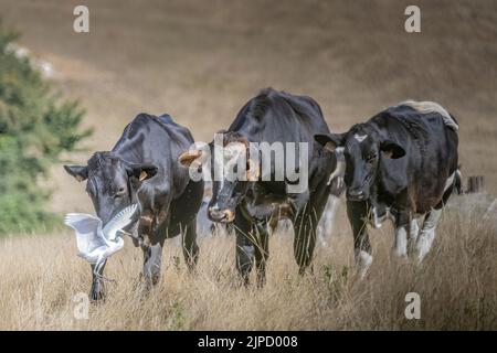 Bœufs et hérons garde bœufs dans les prateries de la baie de Somme Foto Stock