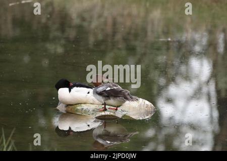 Un paio di comuni merganser o goosanders riposati in un lago. Mergus merganser. Foto Stock