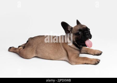 Carino francese bulldog cucciolo di colore fawn si trova sul tavolo. Isolato su sfondo bianco. Primo piano. Foto Stock