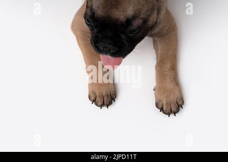 Il cucciolo di bulldog francese cucciolo penzoletto carino si trova sul tavolo. Isolato su sfondo bianco. Vista dall'alto dell'equipaggio delle zampe di cane. Foto Stock