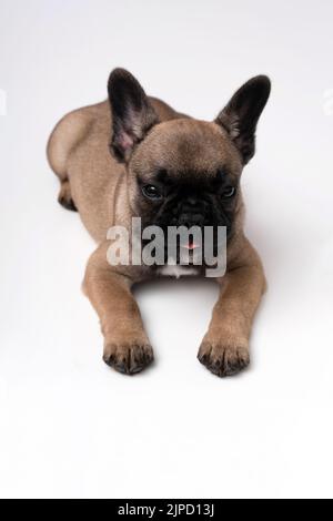 Carino francese bulldog cucciolo di colore fawn si trova sul tavolo. Isolato su sfondo bianco. Primo piano. Foto Stock