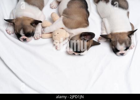 Tre carini cuccioli di bulldog francese dormono su un letto su una plaid bianca. Un piccolo bulldog abbraccia un orsacchiotto. Foto dall'alto. Foto Stock