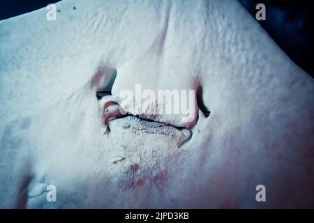 Vista ravvicinata della bocca e delle narici sul lato inferiore di un raggio Foto Stock