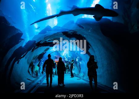 Persone che camminano attraverso il tunnel sul fondo del gigantesco serbatoio di pesci presso il Dubai Aquarium & Aquatic Zoo a Dubai, Emirati Arabi Uniti, guardando i pesci e gli squali Foto Stock