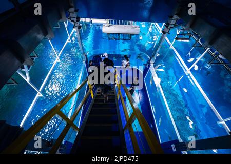 Vista ad alto angolo delle persone che camminano giù per le scale fino alla piattaforma di alimentazione dei pesci nello Zoo sottomarino presso l'Acquario di Dubai, negli Emirati Arabi Uniti Foto Stock