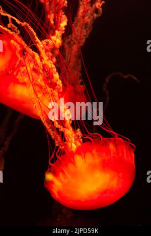 Una medusa rossa nell'acquario Atlantis Lost Chambers di Dubai, Emirati Arabi Uniti. Le meduse sono animali marini che nuotano liberamente con campane a forma di ombrello Foto Stock