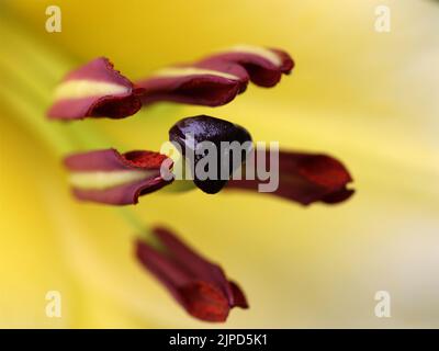 Macro di Fiore di Lily Foto Stock