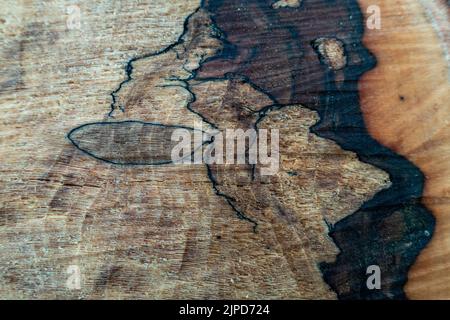 Effetto Spalting in un albero segato che mostra le linee di zona nel ceppo, Regno Unito Foto Stock