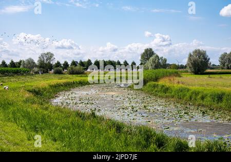 Vista panoramica sulle verdi zone umide intorno al fiume IJssel, Hattem, Paesi Bassi Foto Stock