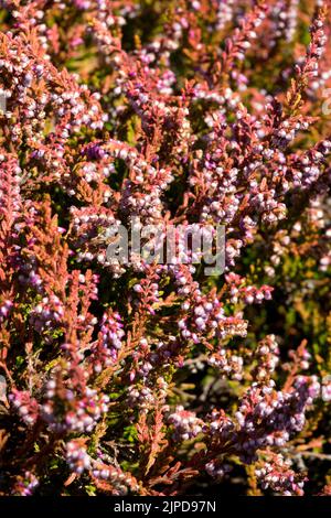 Fiori rosa, Calluna 'vino Goscote', comune erica Foto Stock