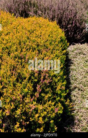 Calluna vulgaris 'lucciola' Foto Stock