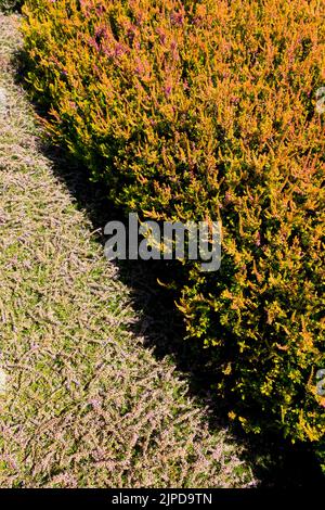 Calluna vulgaris 'lucciola' Foto Stock