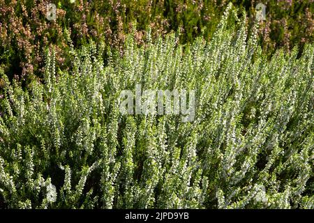 White Callunas, Fiore, Scotch Heather, Calluna vulgaris, Common Heather, Calluna vulgaris 'Crema primaverile' Foto Stock