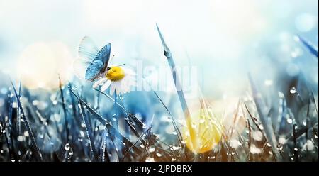 Wild chamomile flower and butterfly over morning grass with dew in the meadow. Foto Stock