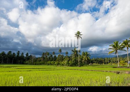 Risaie nei pressi di Tomohon, Sulawesi settentrionale, Indonesia. Foto Stock
