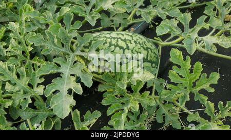 Cocomero citrullus lanatus piantare bio fattoria pianta campo fioretto crescita agricoltura, coltivatore citron melone foraggio rosso-seminato acqua irrigazione tubo conservazione Foto Stock