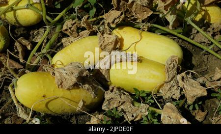 Cetriolo foglia overmature forgia campo danno degradato Pseudoperonospora cubensis dettaglio foglie crescente muffa pericolo raccolto erba vegetale agricola Foto Stock