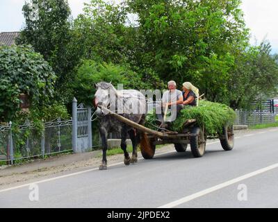 Una contea della Romania settentrionale, nella regione della Moldavia, ha quasi il numero di carri trainati da cavalli che di automobili. Foto Stock