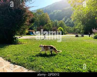 Il gatto cammina nella località di montagna. Foreste e montagne, bella natura al mattino presto soleggiato. Riposo e relax. Luogo di riabilitazione Foto Stock