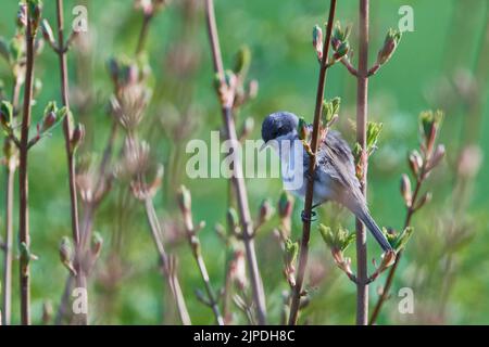 meno whitehocle, sylvia curruca Foto Stock