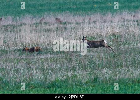 cervi, volpe, vulpi, cervi, caprioli, stag, foxs Foto Stock