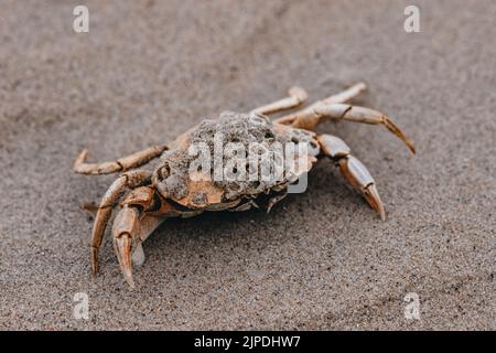 primo piano di granchio su sabbia Foto Stock