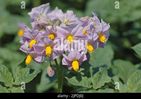 Patata (Solanum tuberosum) fioritura in un campo Belgio Foto Stock