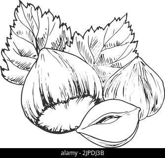 Nocciola con foglie schizzo monocromatico isolato. Vector frutta secca fresca e arrosto, cibo vegetariano Illustrazione Vettoriale