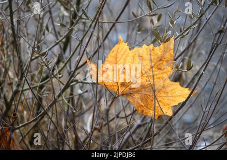 Una foglia caduta, autunno, catturata nei rami. Foto Stock