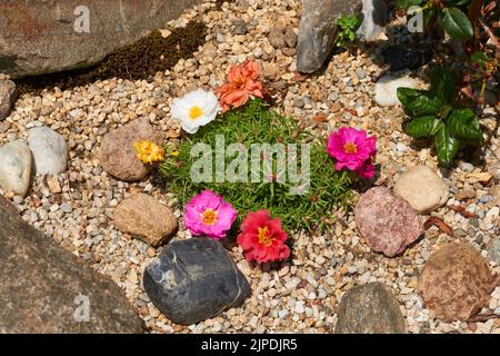 portulakröschen, portulakgewächse Foto Stock