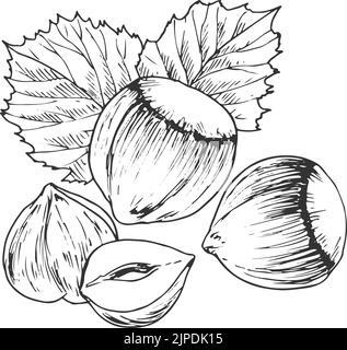 Nocciola con foglie schizzo monocromatico isolato. Vector frutta secca fresca e arrosto, cibo vegetariano Illustrazione Vettoriale